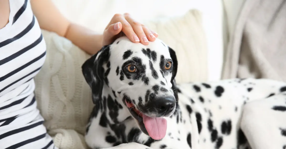 Stylish Female Dog Names