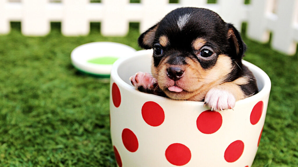 Top Classic Female Dog Names That Never Get Old 2026